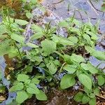 Amaranthus viridis Leaf