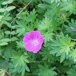 Geranium sanguineumKvet