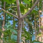 Quercus phellos Bark