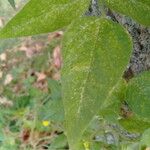 Vigna luteola Folio