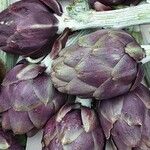 Cynara cardunculus Flor