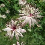 Astrantia major Blüte