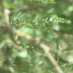 Prosopis glandulosa 葉