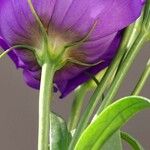 Eustoma russellianum خشب