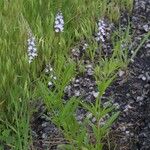 Verbena simplex Buveinė