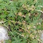 Alchemilla alpigena Leaf