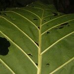Pentagonia wendlandii Hoja