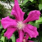 Clematis viticellaBlüte