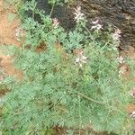 Fumaria parviflora Φύλλο