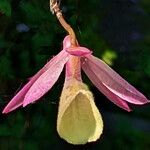 Dendrobium aphyllum Flower