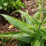 Penstemon pallidus Leaf