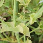 Salvia spinosa چھال