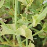 Salvia spinosa Bark