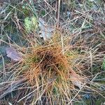 Eleocharis multicaulis Hábito
