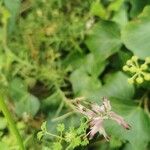 Fumaria muralis Fiore