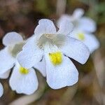 Pinguicula alpina Flor