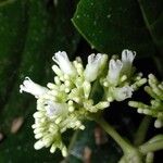 Psychotria luxurians Blomst
