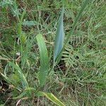 Cynosurus echinatus Likasa