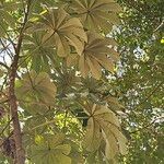 Cecropia pachystachya Feuille