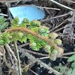 Polystichum makinoi Leaf