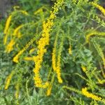 Solidago rugosa Blüte