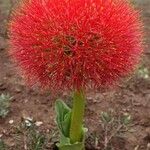 Scadoxus multiflorus Λουλούδι