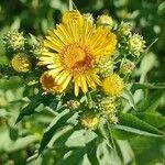 Inula spiraeifolia Kvet