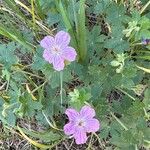 Geranium viscosissimumFlower