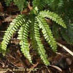 Adiantum hispidulum Blatt