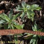 Echium handiense Other