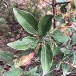 Cistus laurifolius برگ