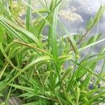 Carex pseudocyperus आदत