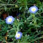 Convolvulus tricolor Habit