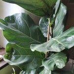 Ficus lyrataList