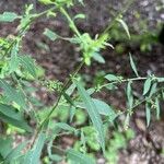 Symphyotrichum lateriflorum পাতা