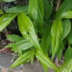 Chimonanthus fragrans 叶