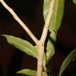 Daphnopsis americana Cortiza