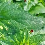 Scrophularia peregrina Leaf