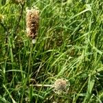 Plantago argenteaFlower