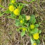 Polygala lutea Hoja