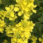 Brassica barrelieri Flower