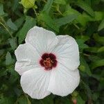 Pavonia hastata Cvijet