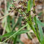 Luzula sylvatica Blüte