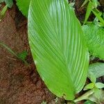 Curcuma inodora Leaf