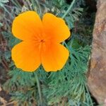 Eschscholzia caespitosa Virág