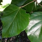 Croton guatemalensis Leaf