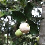 Syzygium neoeugenioides Vrucht