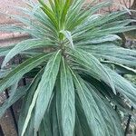 Echium pininana Folha