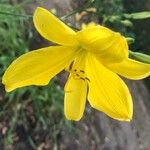 Hemerocallis citrina Çiçek