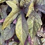 Ipomoea batatas Hoja